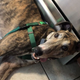Silly-looking greyhound with tongue hanging out